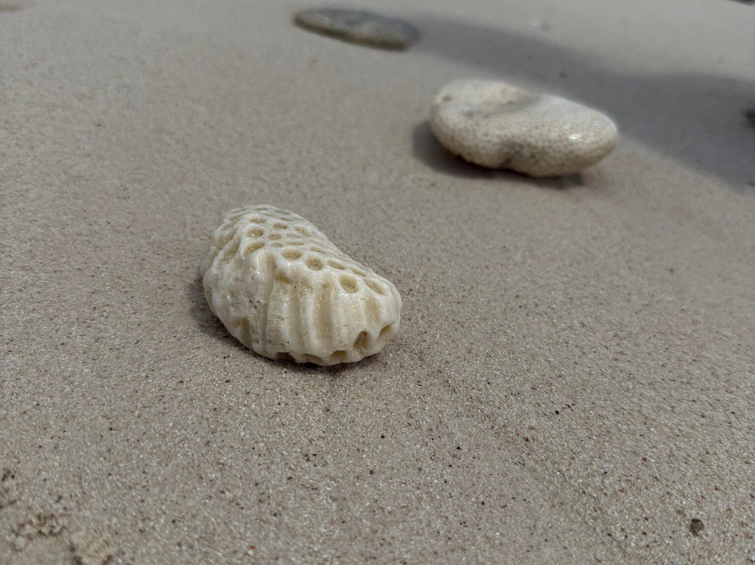 Isla Catalina-拉罗马纳必去景点