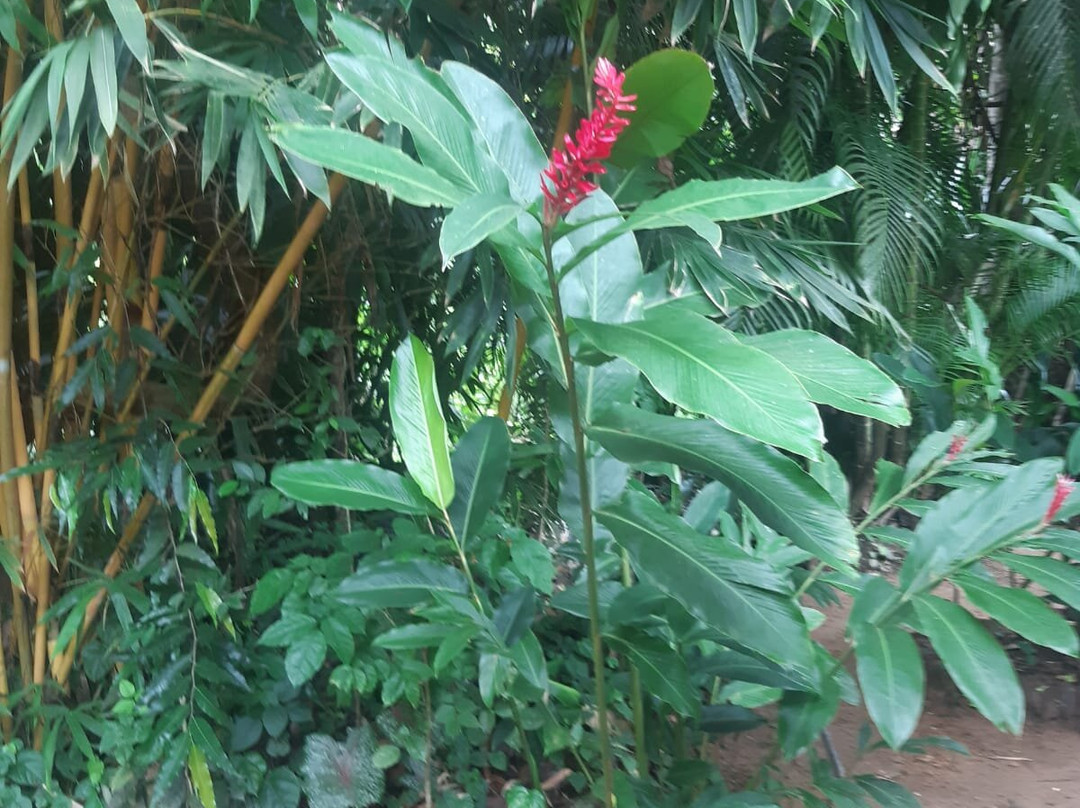 Peacock Ayurveda Garden主图