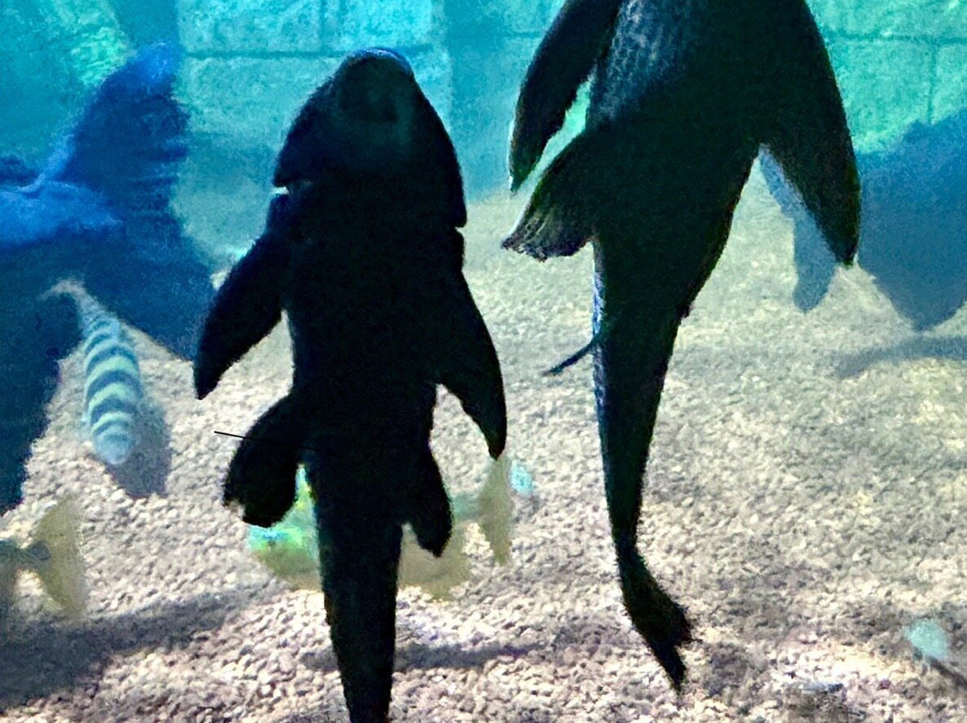 Dingle Oceanworld Aquarium-丁格尔必去景点