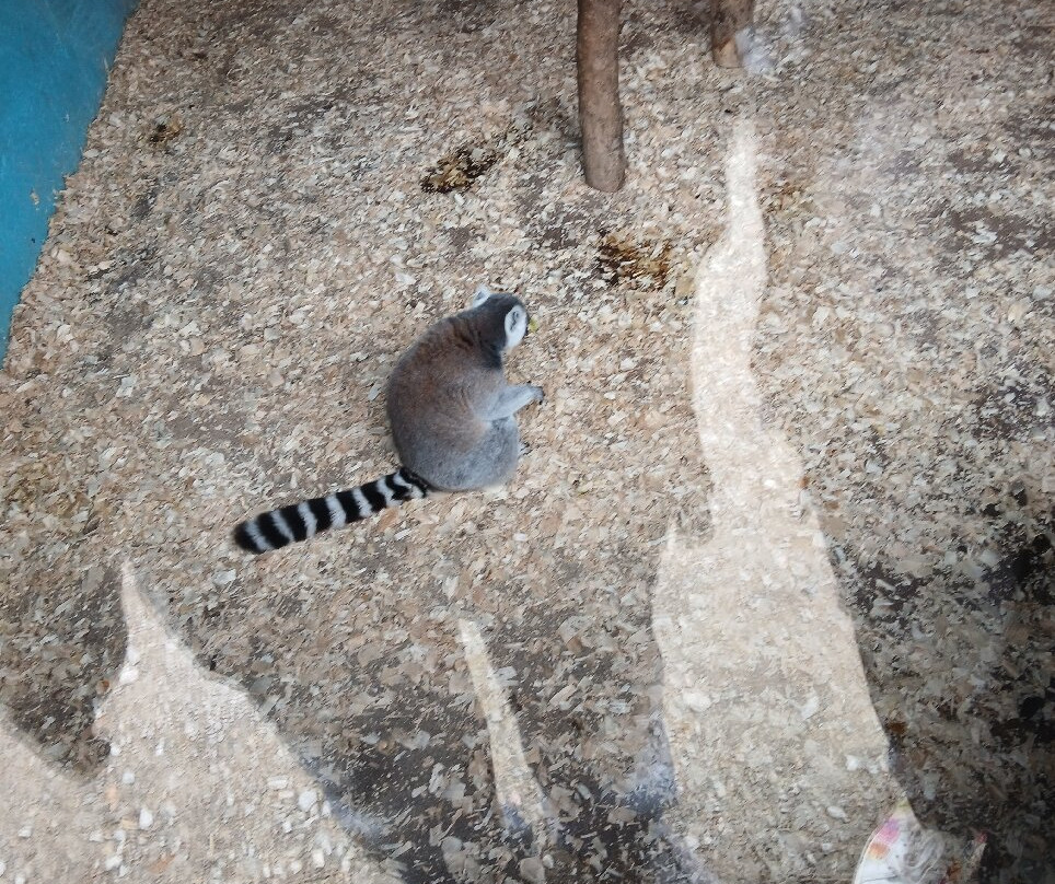 Porfell Wildlife Park & Sanctuary-利斯卡德必去景点