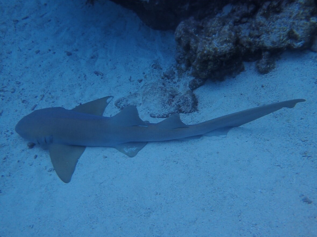 Blue Water Divers-拉哥岛必去景点