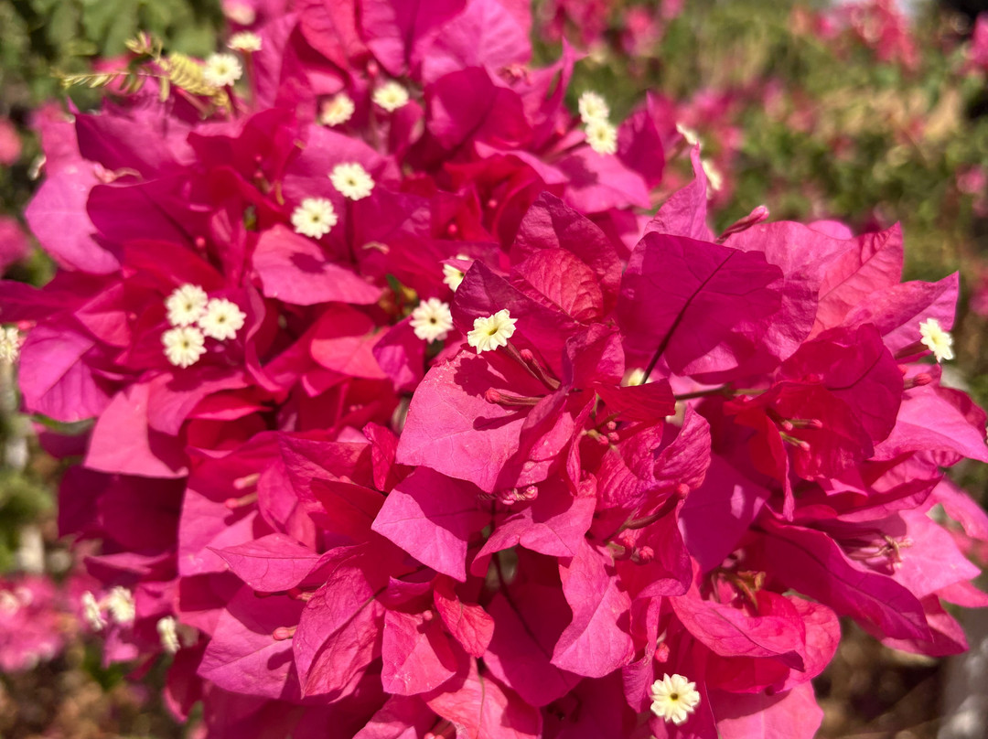 Basilippo-El Viso del Alcor必去景点