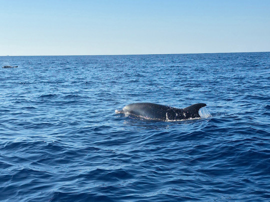Speed Boat-阿尔库迪亚港必去景点