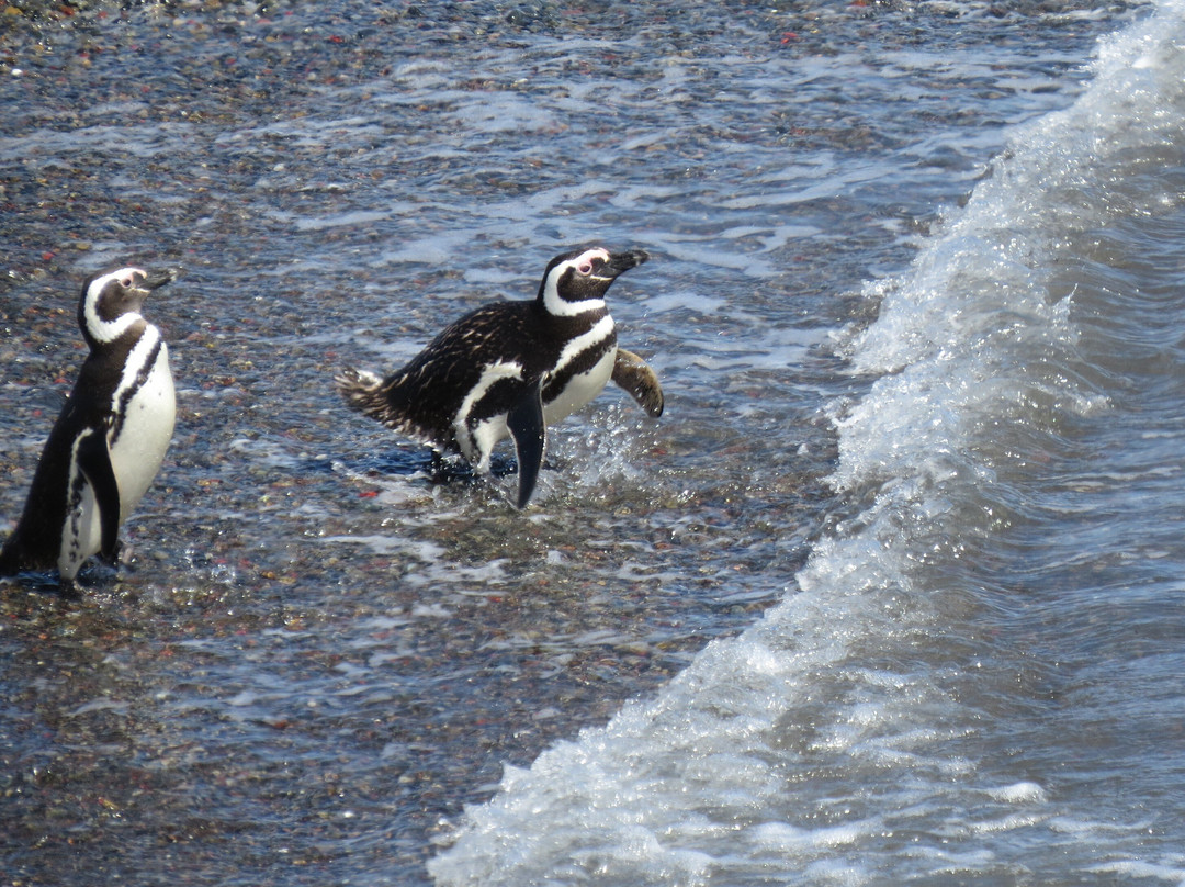 Punta Tombo-Dos Pozos必去景点