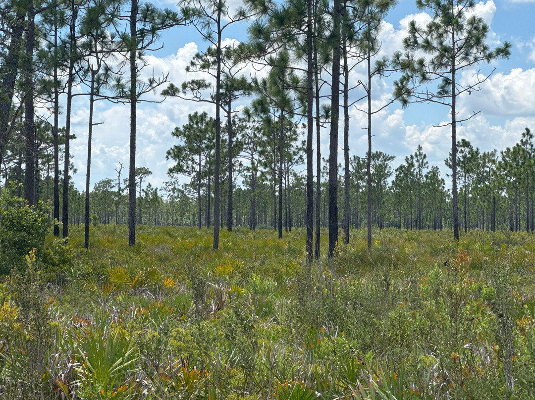 The Disney Wilderness Preserve-基西米必去景点