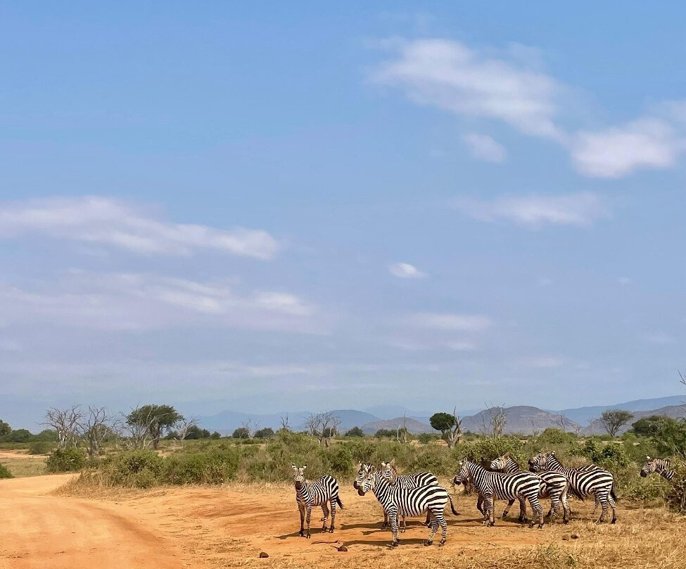 Msherembe Safaris And Travel-Voi必去景点