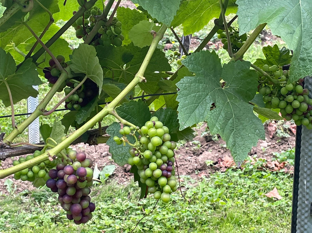 Dunesforde Vineyard-约克必去景点