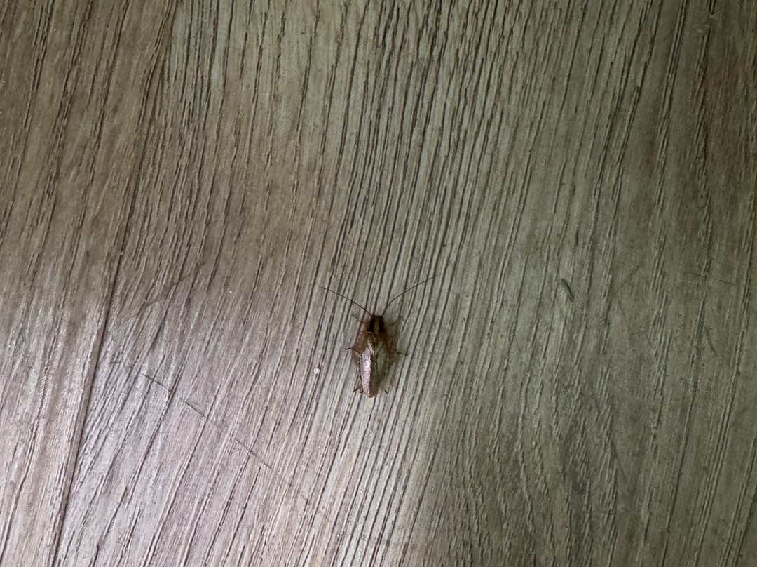 Baymont by Wyndham Manning主图