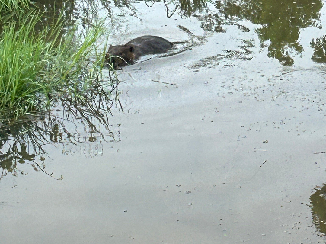 Beaver Lake-阿什维尔必去景点