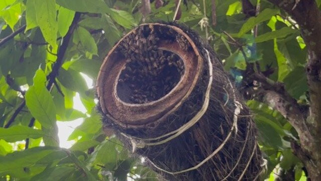Honeybee Farm & Luwak Coffee Agrotourism-登安南必去景点