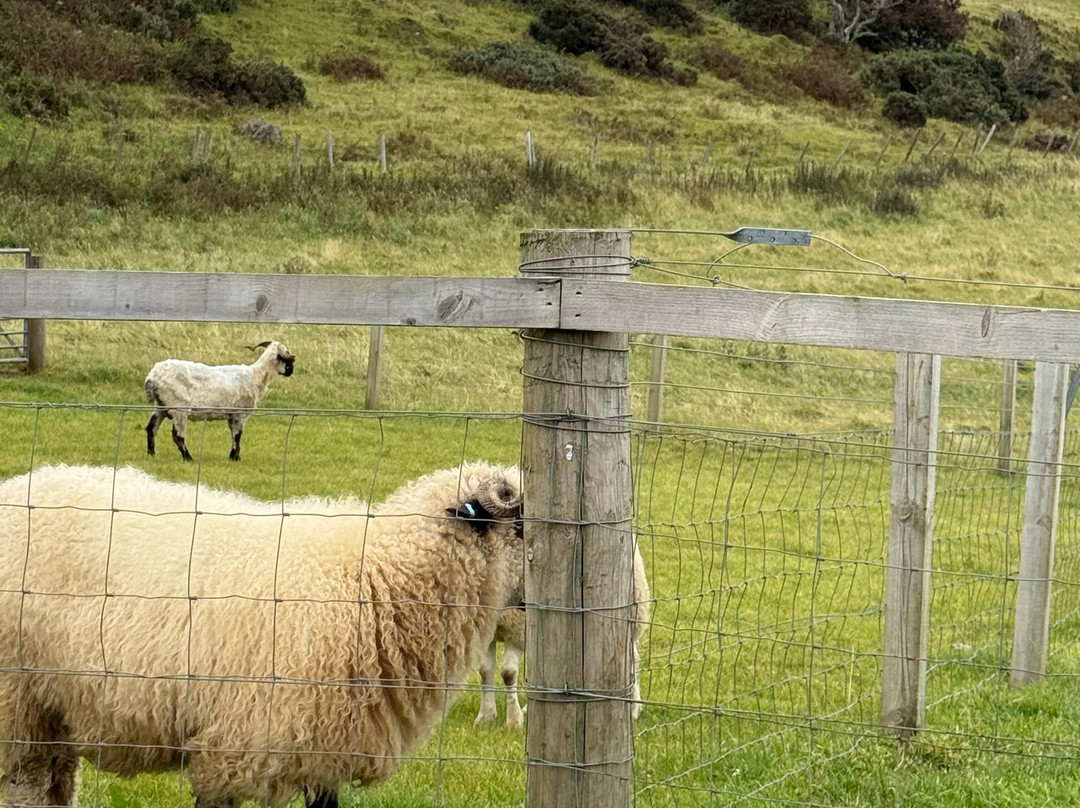 The Funny Farm