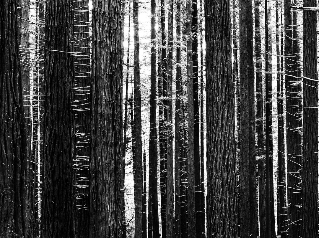 Natural Monument of the Sequoias of Monte Cabezón-Cabezon de la Sal必去景点