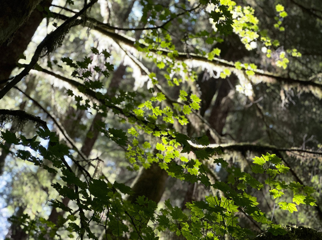 亚力山大的小屋和餐厅主图
