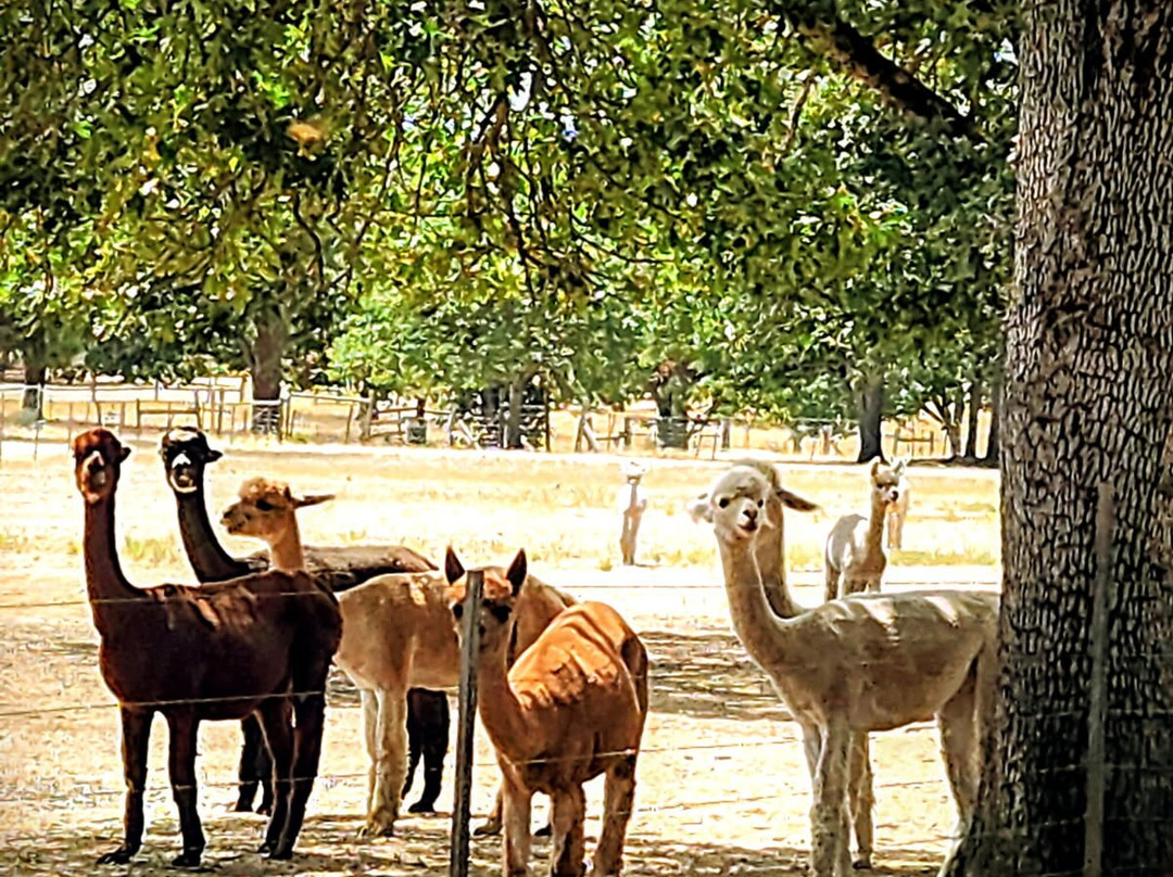 Alpacas at Lone Ranch-White City必去景点