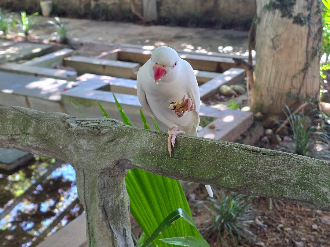 ARA Bird Garden