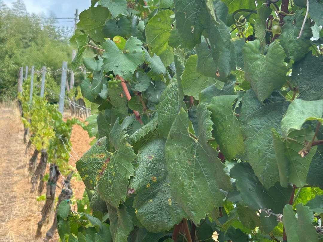 Fattoria Il Poggio-Montecarlo必去景点