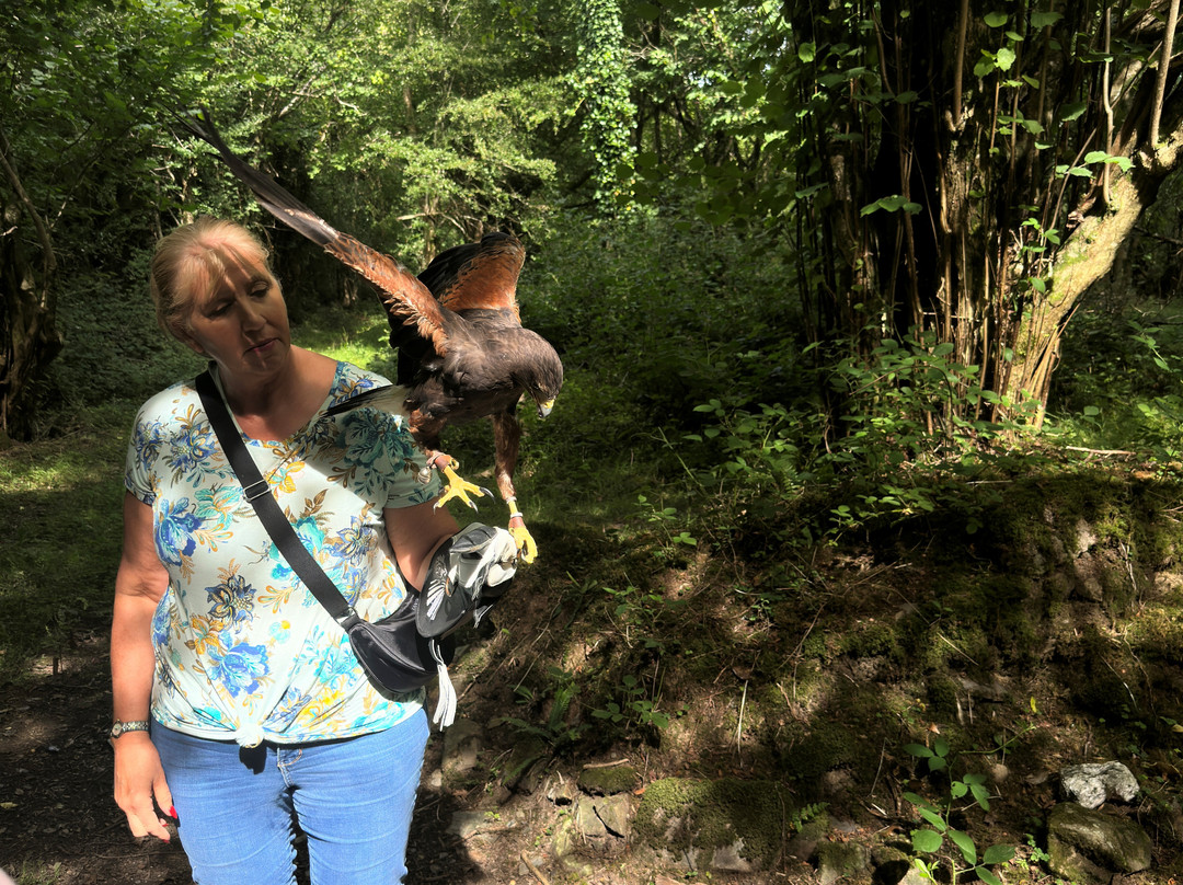 Falconry Ireland-Arklow必去景点