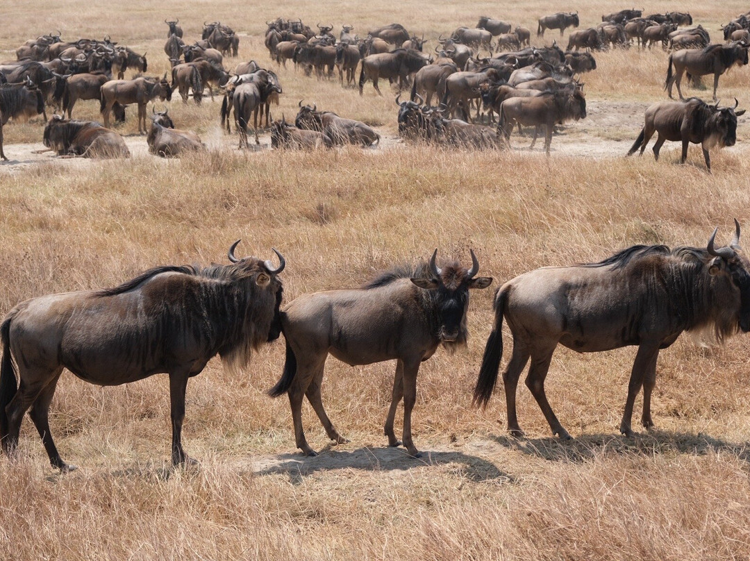 Tanzania Safari Radar - Serengeti Tours from Arusha-阿鲁沙必去景点