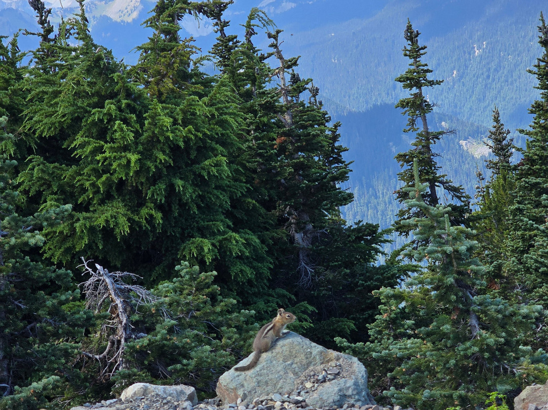 Crystal Mountain Resort-雷尼尔山国家公园必去景点