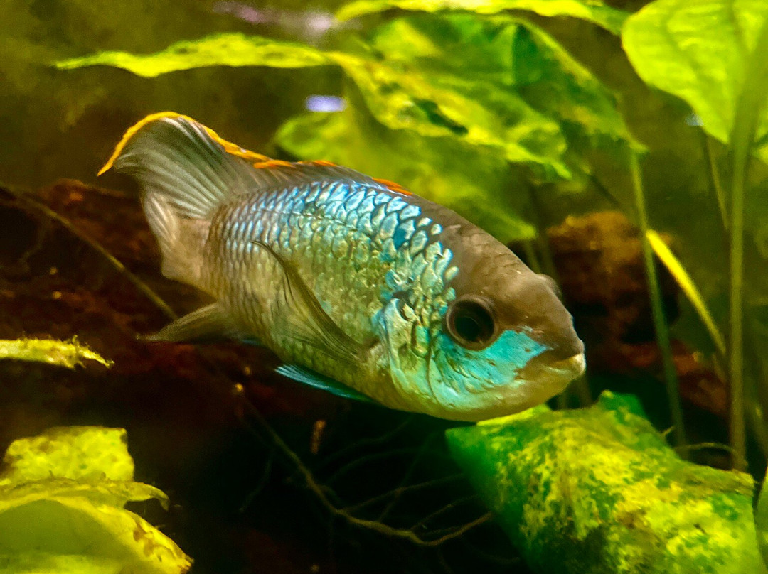 Cercle Aquariophile Du Calaisis-加莱必去景点