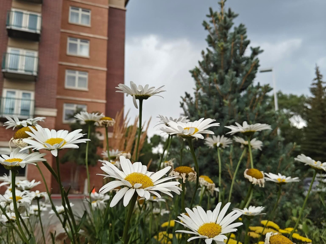 Drury Inn & Suites Flagstaff主图