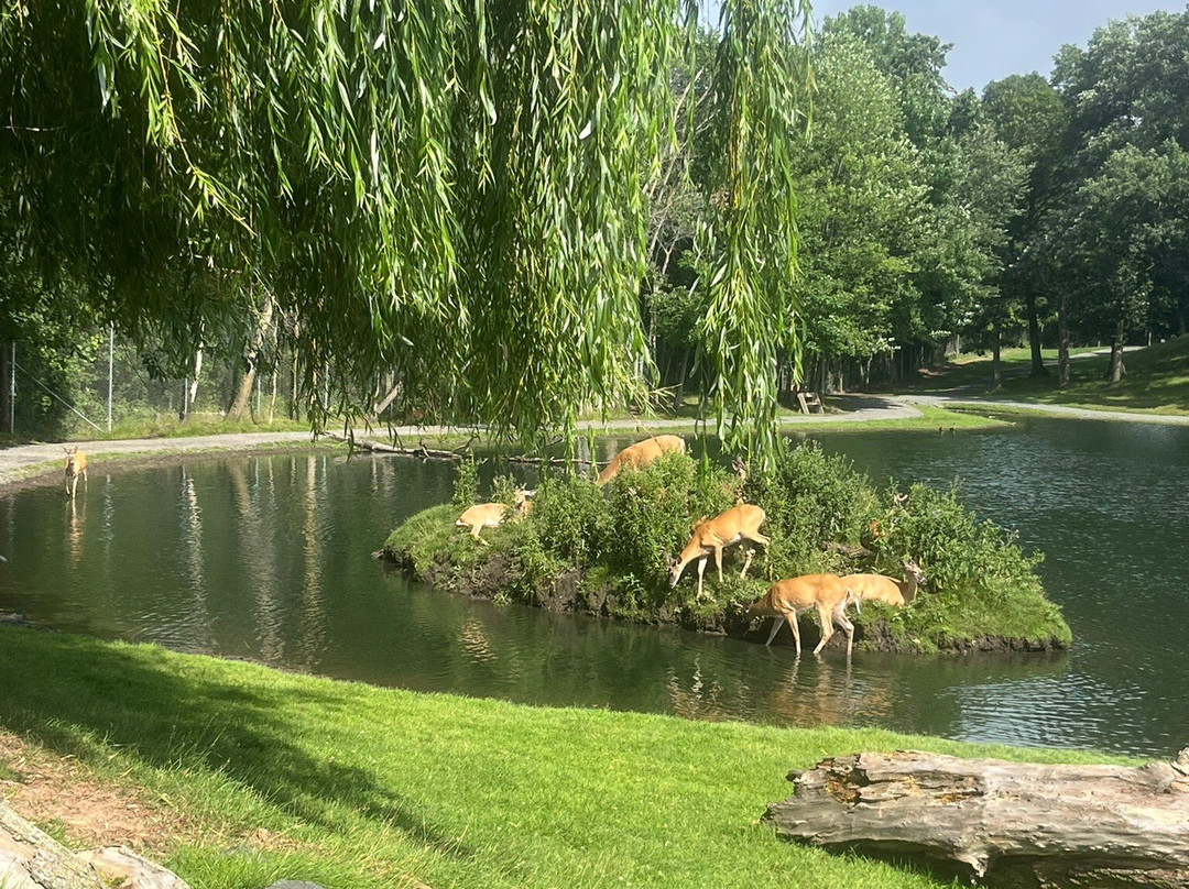 FAWN DOE ROSA Wildlife Educational Park-Saint Croix Falls必去景点