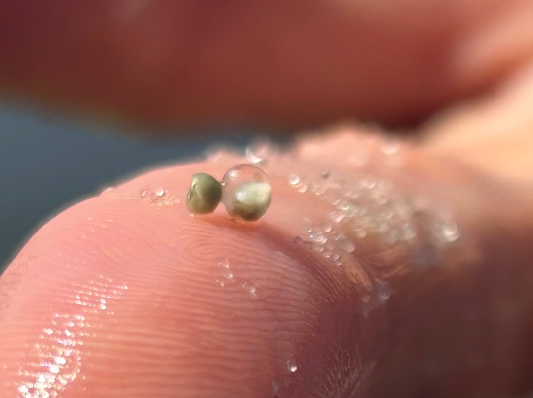 Coastal Kayak-Fenwick Island必去景点