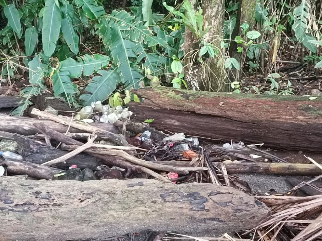 Selva Mojada