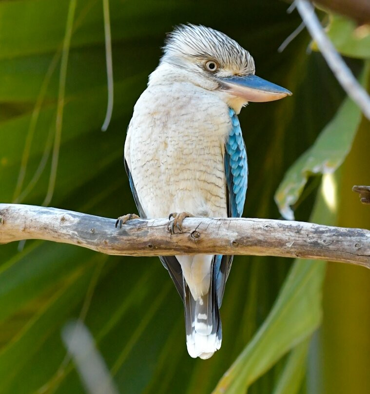 APT Kimberley Wilderness Adventures-布鲁姆必去景点