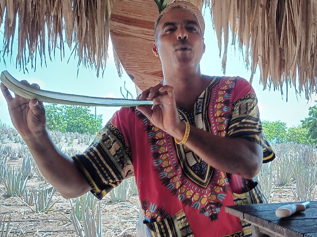 The Aloe Vera Curacao, Home of Curaloe Tour-威廉斯塔德必去景点