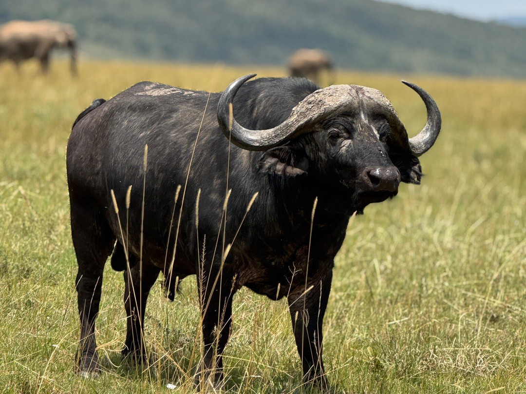 Leopard Orchid Safaris-内罗毕必去景点