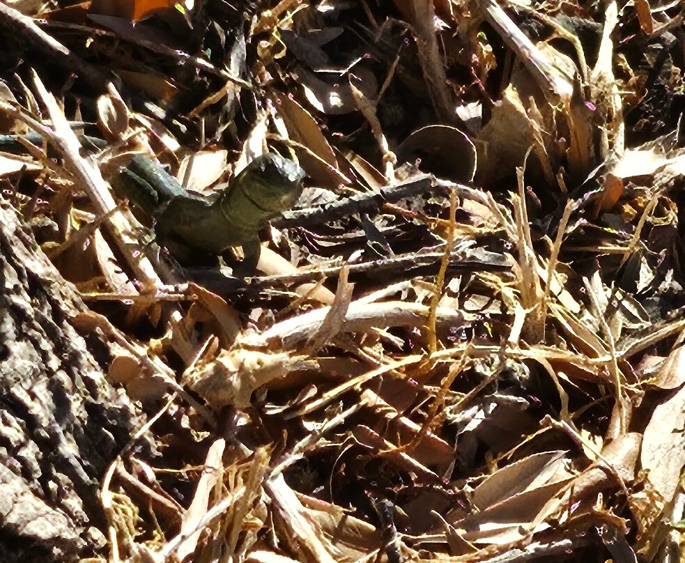 Sa Dragonera National Park-马洛卡岛必去景点