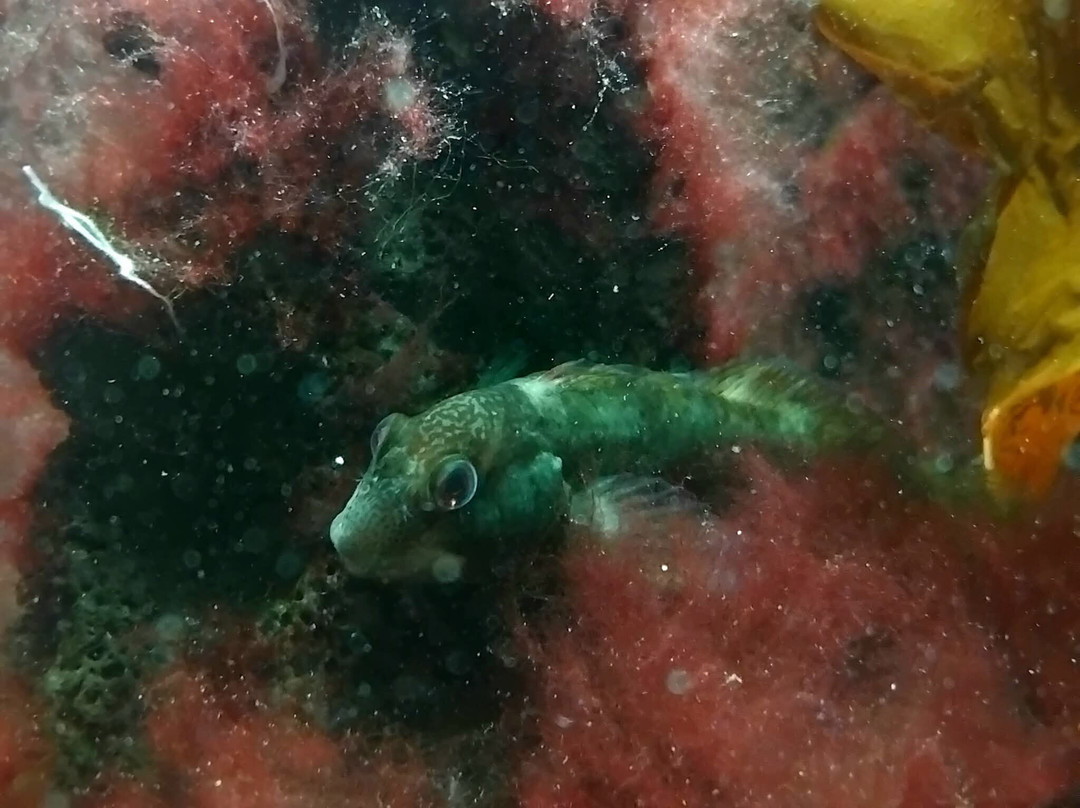 Galway Atlantaquaria-戈尔韦必去景点