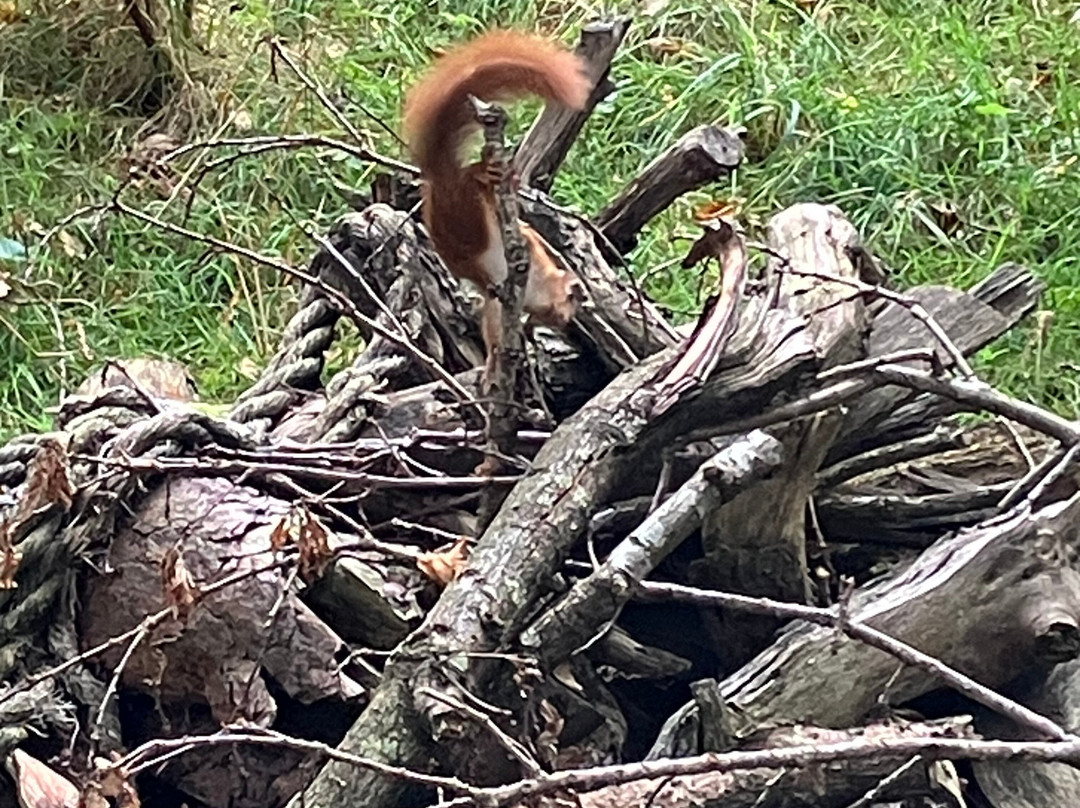 Yorkshire Arboretum-霍华德城堡必去景点