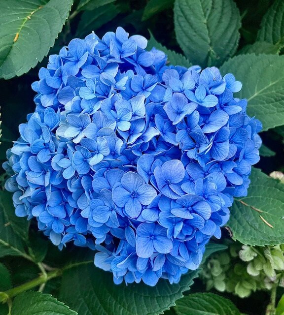 Abbington Green Bed & Breakfast Inn and Spa主图