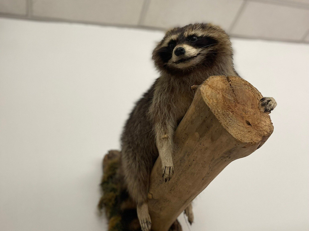 Museo di Storia Naturale Faraggiana Ferrandi-诺瓦拉必去景点