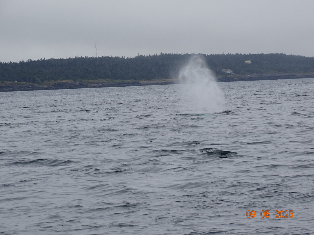 Brier Island Whale and Seabird Cruises-Westport必去景点