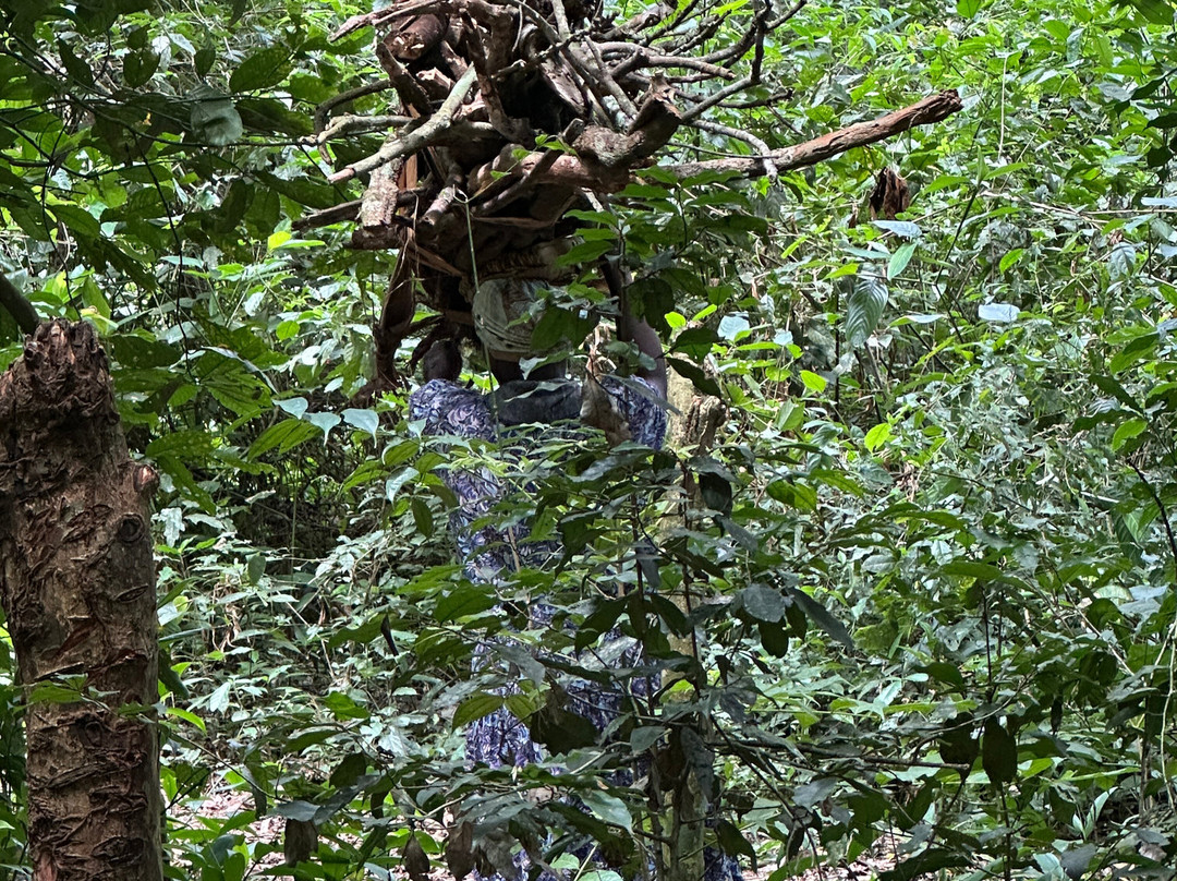 Mpanga Central Forest Reserve-恩德培必去景点