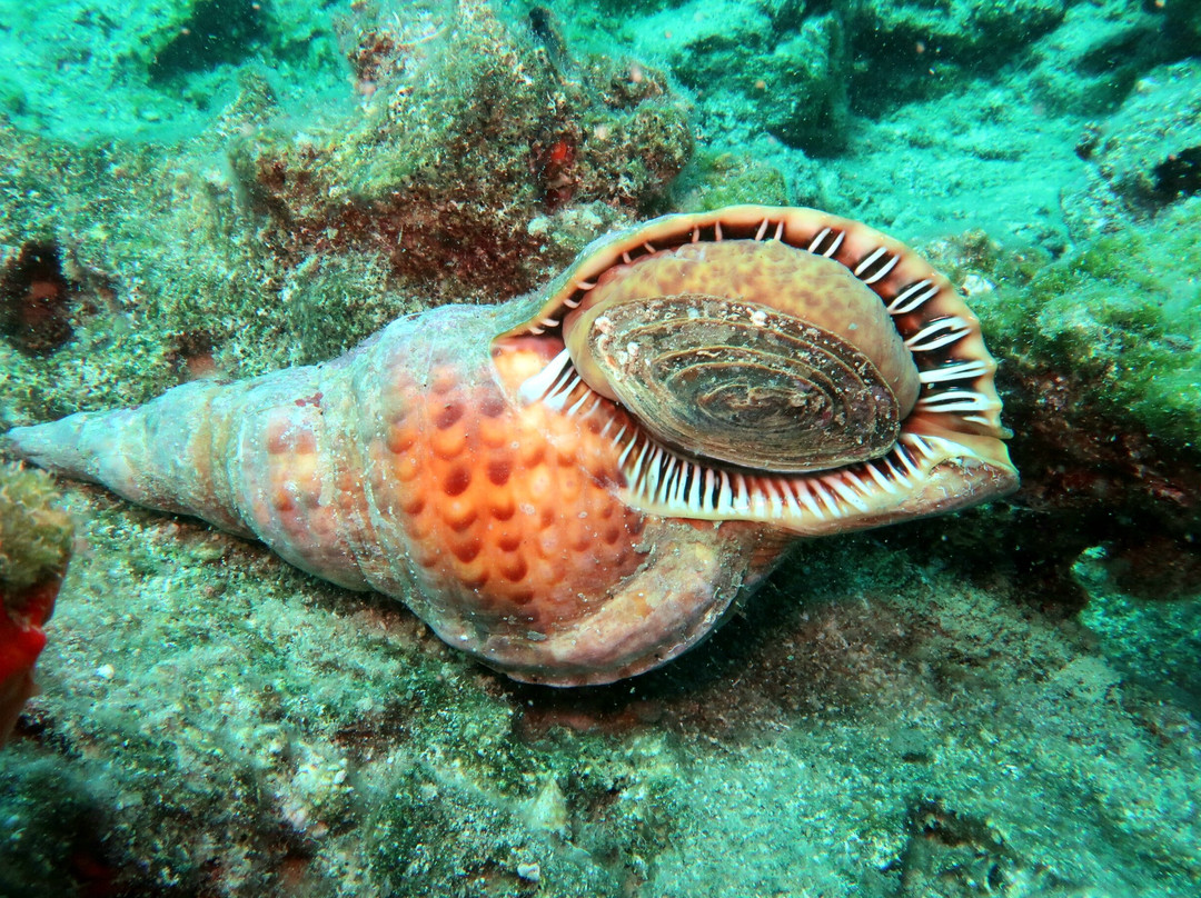 Pelagos Dive Centre-Agios Nikolaos必去景点