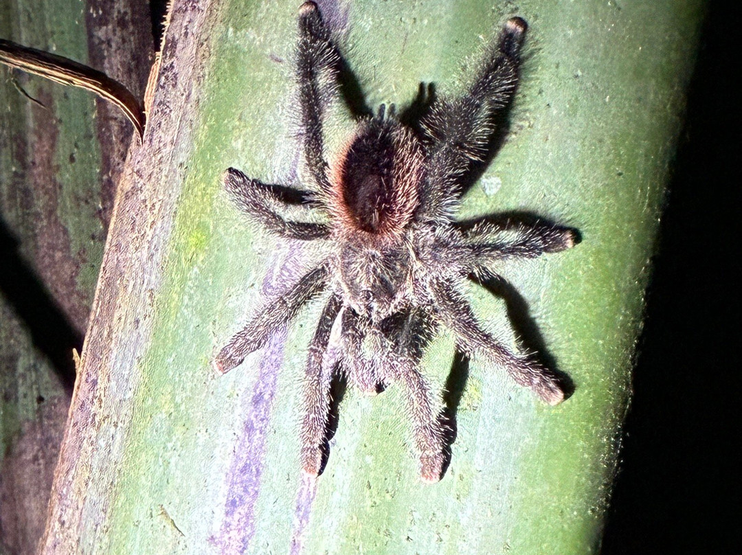 Amazonian Untamed Jungle Tours-伊基托斯必去景点