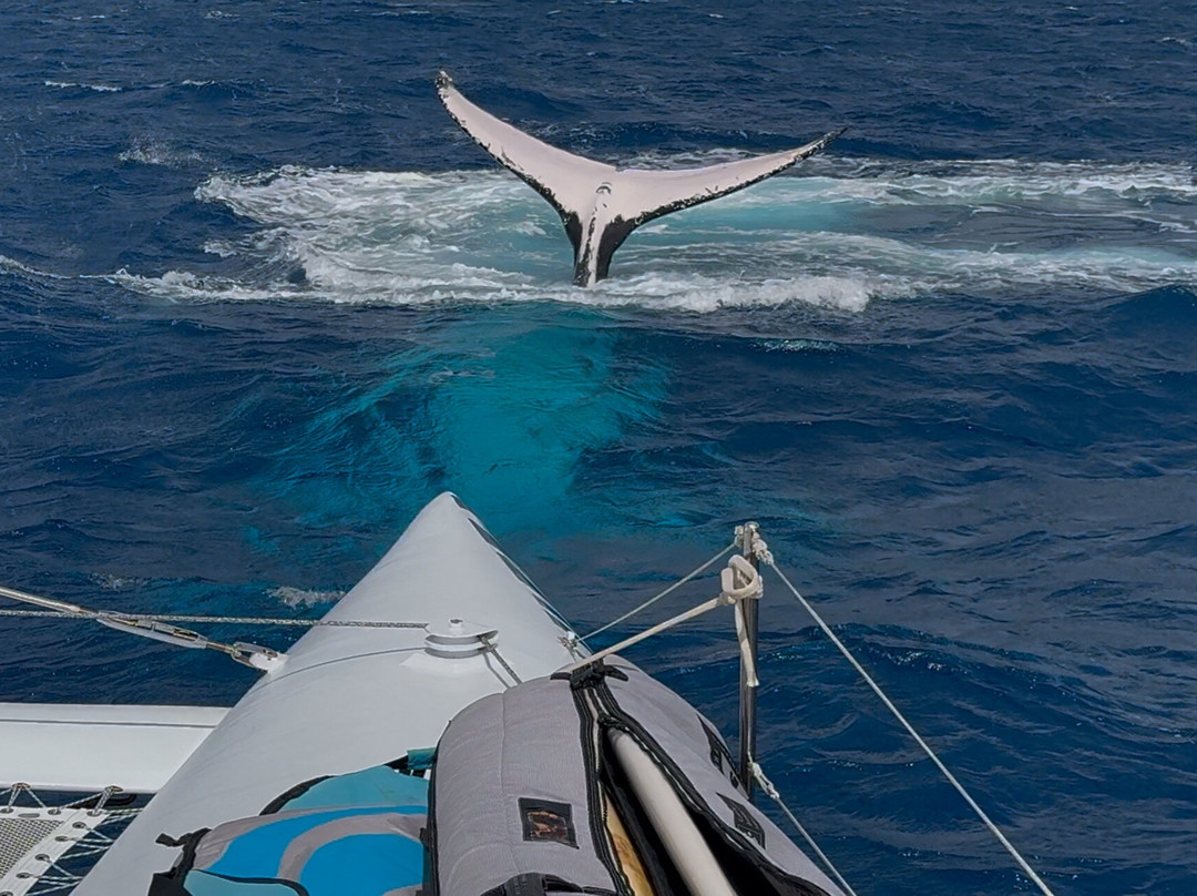 Whale Discoveries-Ha'apai Islands必去景点