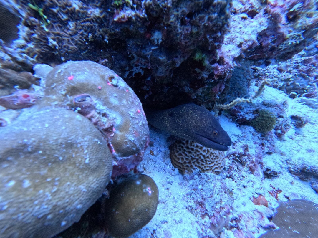 Dive Club Furaveri-Furaveri必去景点