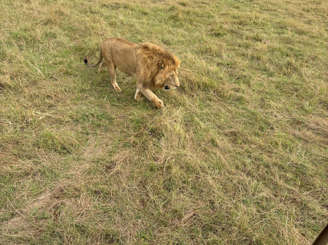 Flexivel Kenya Safaris-内罗毕必去景点