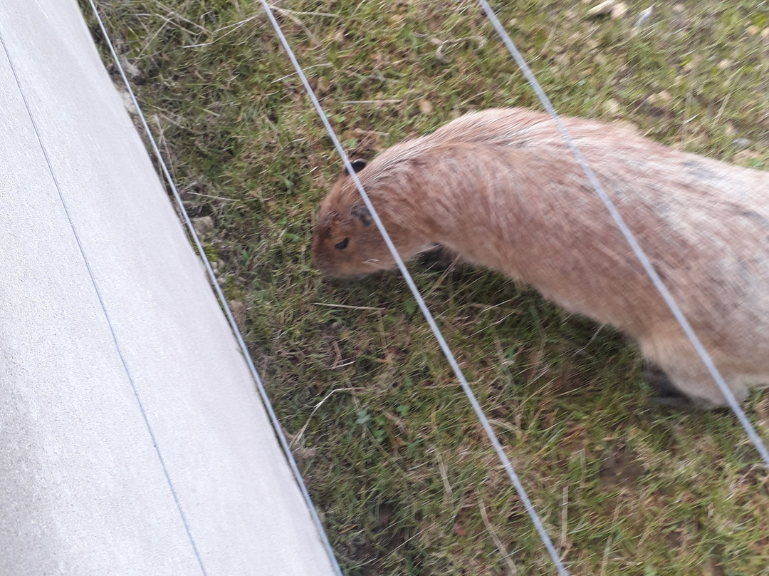 Lincoln Zoo-Newball必去景点