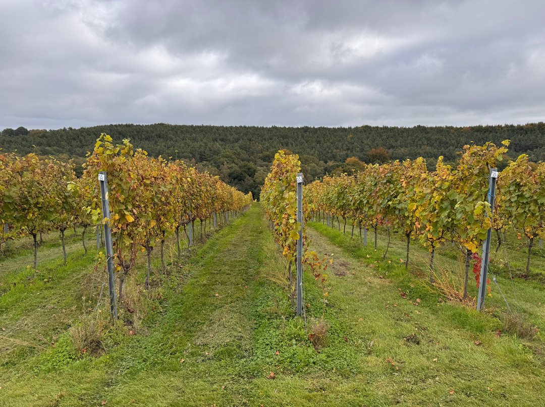 Leonardslee Wine Estate-霍舍姆必去景点