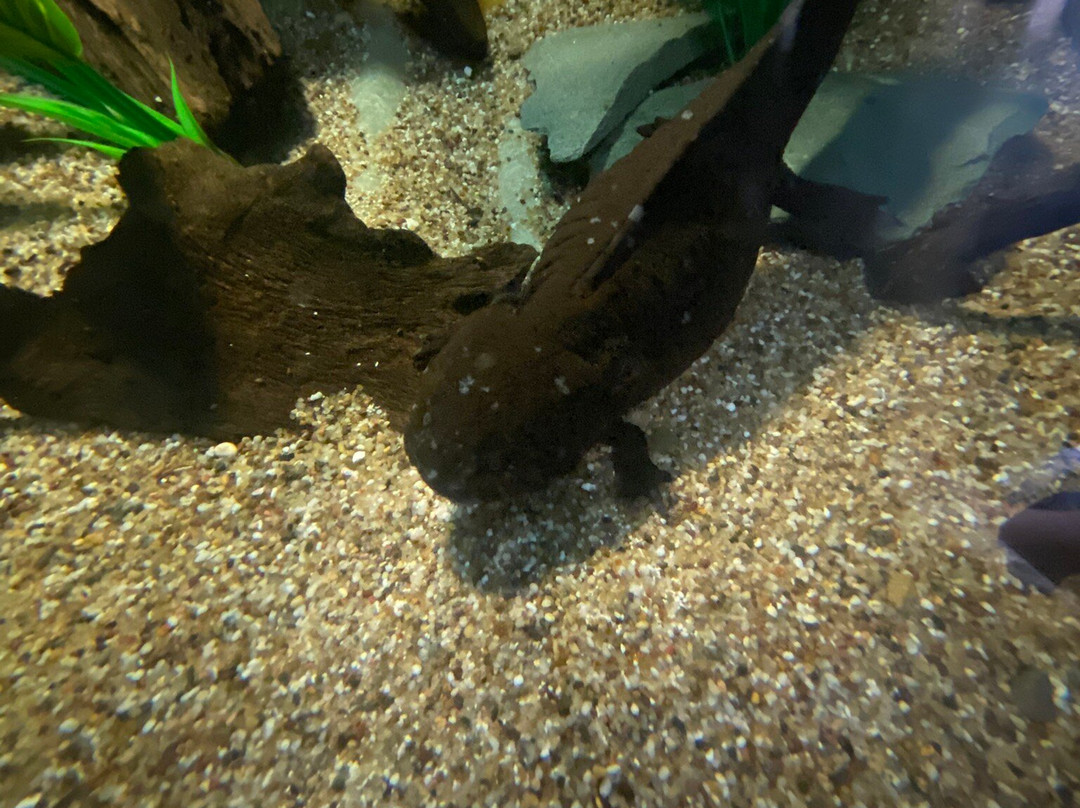 Lakes Aquarium-Newby Bridge必去景点