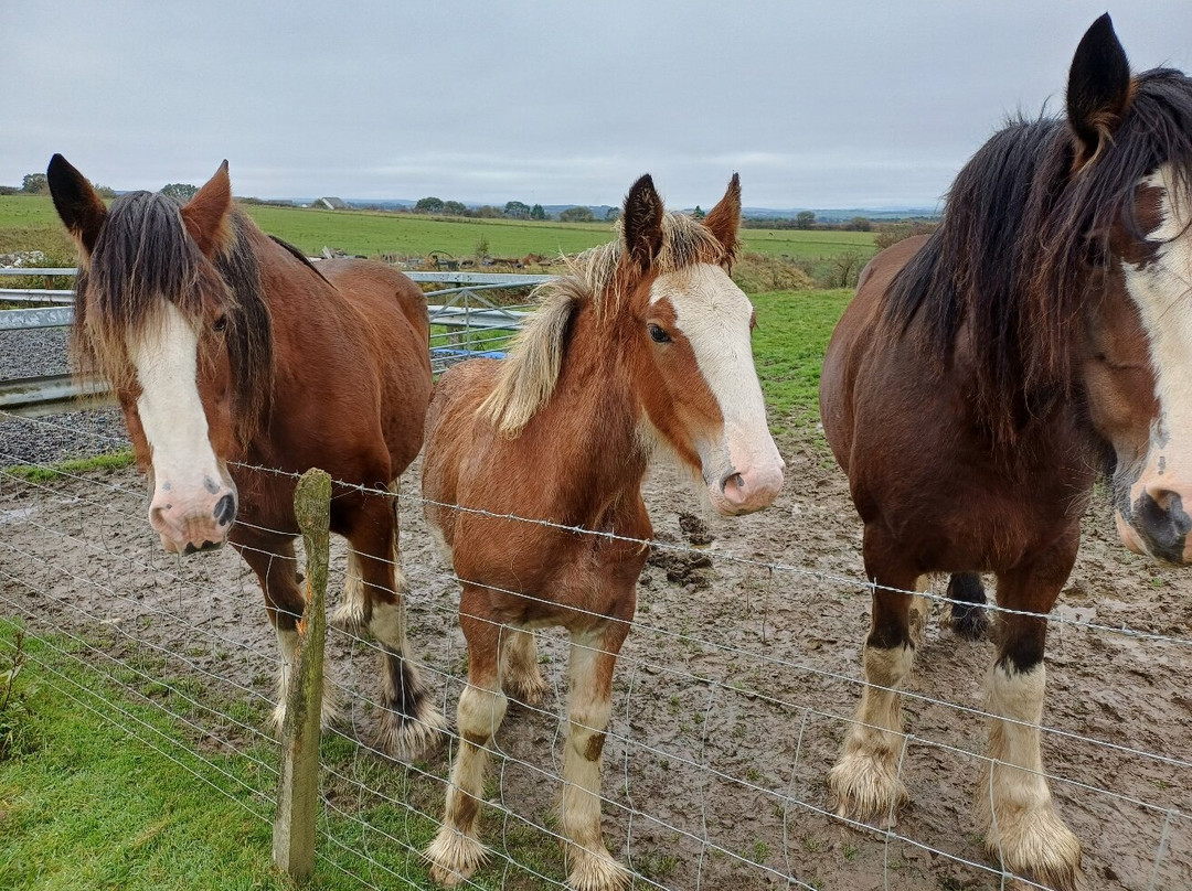 Blackstone Clydesdales Experience-Cumnock必去景点