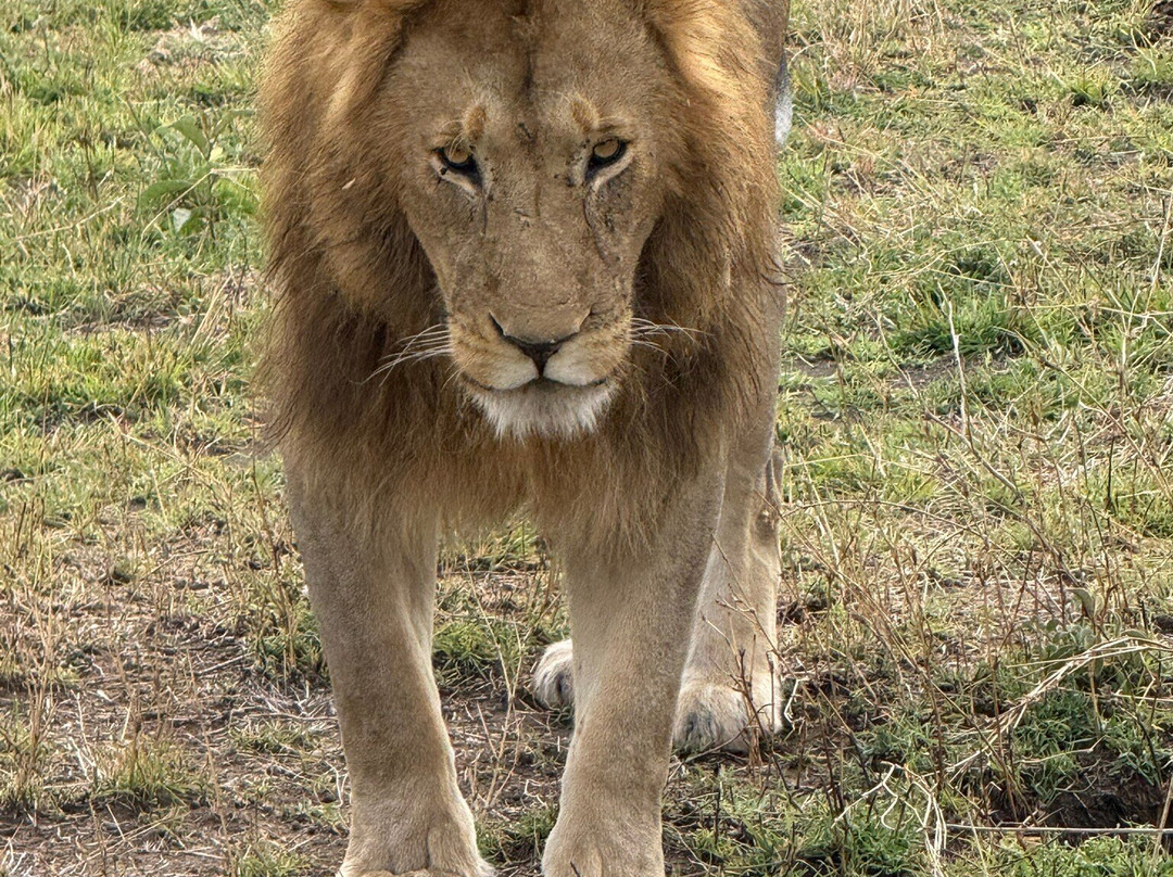 Nature Responsible Safari-阿鲁沙必去景点