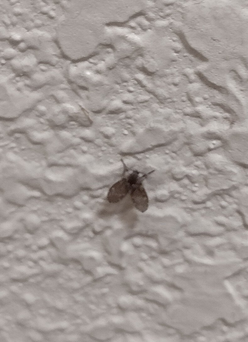 New Hope Inn & Suites-客卧