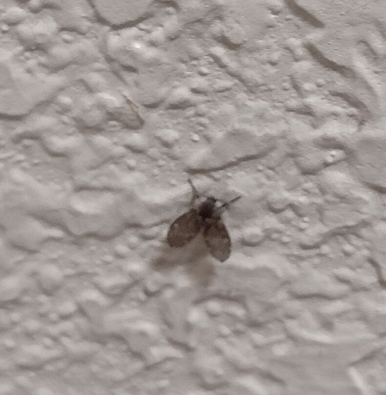 New Hope Inn & Suites主图